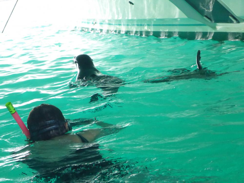 Sea Lions: Frankie filming playful sea lion pups under our hull in Isabella